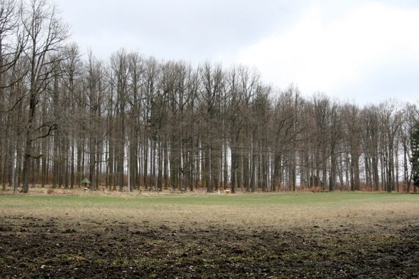 Hluboká nad Vltavou, Poněšice, 1.4.2011
Nová obora, Cirhanský vrch.
Keywords: Hluboká nad Vltavou Poněšice Nová obora Cirhanský vrch