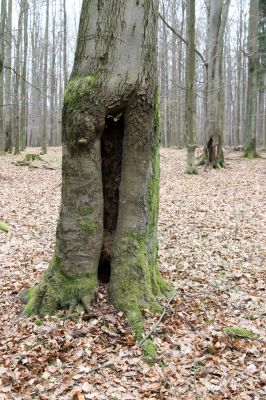 Hluboká nad Vltavou, Poněšice, 1.4.2011
Nová obora. Duté buky v listnatém lese jižně od hájovny Cirhan. V tomto lese jsem našel v trouchnivém kmeni padlého dubu druhy Ceruchus chrysomelinus a Prostomis mandibularis.
Mots-clés: Hluboká nad Vltavou Poněšice Nová obora Cirhan