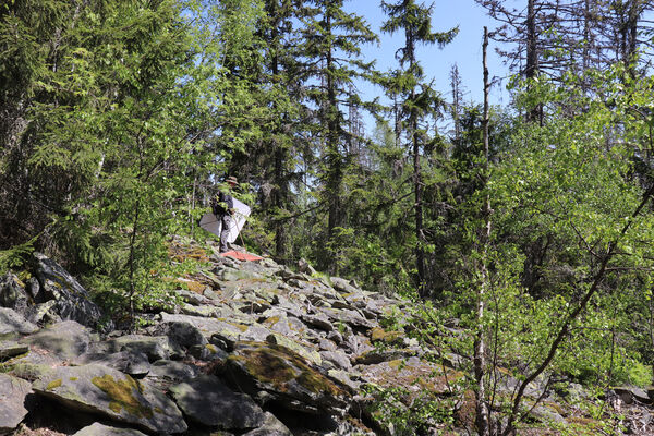 Nicov, Popelná, 31.5.2023
Obří hrad - suťové pole.
Klíčová slova: Šumava Nicov Popelná Obří hrad Anostirus sulphuripennis