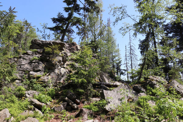 Nicov, Popelná, 31.5.2023
Obří hrad - suťové pole.
Klíčová slova: Šumava Nicov Popelná Obří hrad Anostirus sulphuripennis