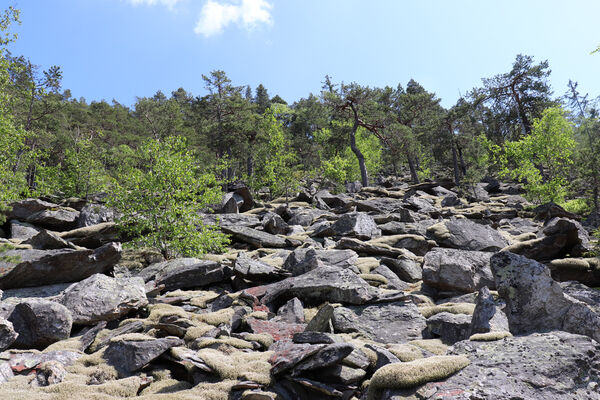 Nicov, Popelná, 31.5.2023
Obří hrad - suťové pole.
Schlüsselwörter: Šumava Nicov Popelná Obří hrad Anostirus sulphuripennis