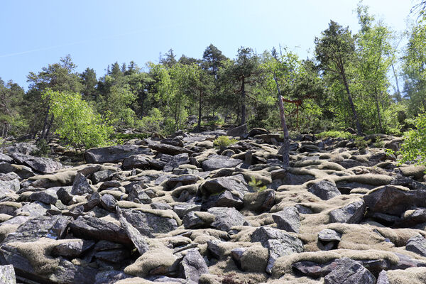 Nicov, Popelná, 31.5.2023
Obří hrad - suťové pole.
Keywords: Šumava Nicov Popelná Obří hrad Anostirus sulphuripennis