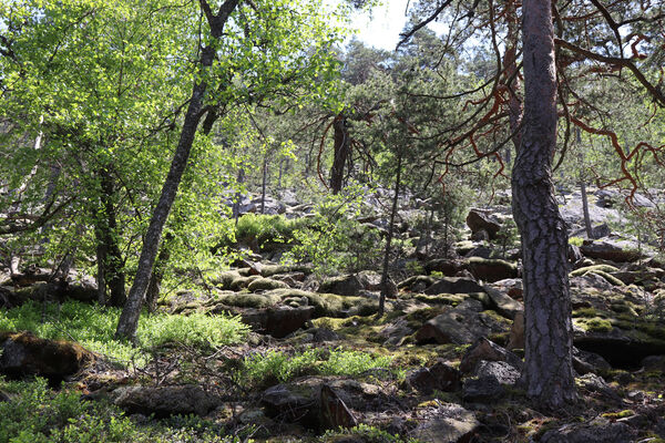 Nicov, Popelná, 31.5.2023
Obří hrad - suťové pole, spodní okraj.
Keywords: Šumava Nicov Popelná Obří hrad Anostirus sulphuripennis