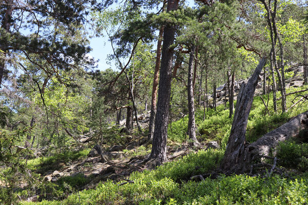 Nicov, Popelná, 31.5.2023
Obří hrad - suťové pole, spodní okraj.
Keywords: Šumava Nicov Popelná Obří hrad Anostirus sulphuripennis