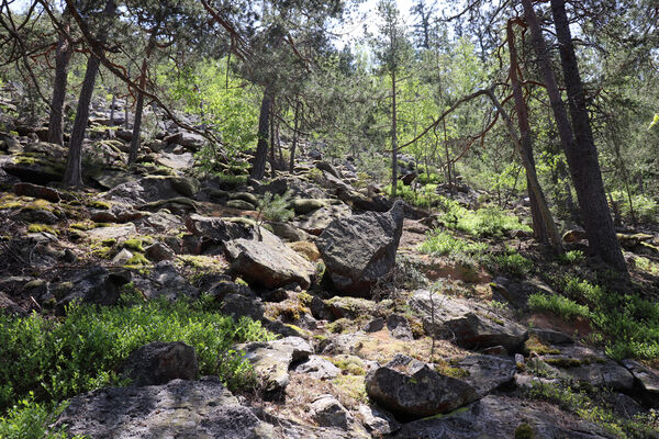 Nicov, Popelná, 31.5.2023
Obří hrad - suťové pole, spodní okraj.
Mots-clés: Šumava Nicov Popelná Obří hrad Anostirus sulphuripennis