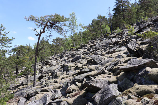 Nicov, Popelná, 31.5.2023
Obří hrad - suťové pole.
Schlüsselwörter: Šumava Nicov Popelná Obří hrad Anostirus sulphuripennis