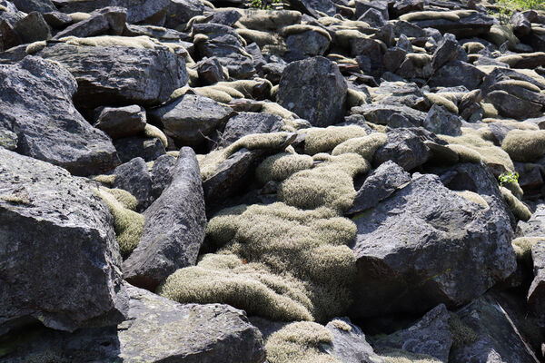 Nicov, Popelná, 31.5.2023
Obří hrad - suťové pole.
Klíčová slova: Šumava Nicov Popelná Obří hrad Anostirus sulphuripennis