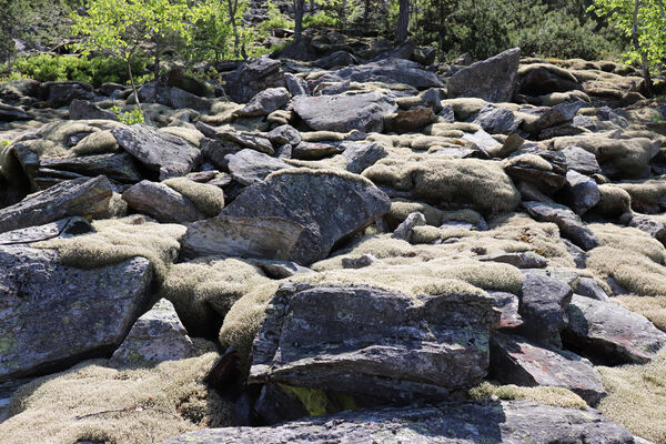 Nicov, Popelná, 31.5.2023
Obří hrad - suťové pole.
Mots-clés: Šumava Nicov Popelná Obří hrad Anostirus sulphuripennis