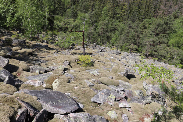 Nicov, Popelná, 31.5.2023
Obří hrad - suťové pole.
Keywords: Šumava Nicov Popelná Obří hrad Anostirus sulphuripennis