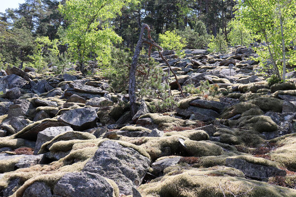 Nicov, Popelná, 31.5.2023
Obří hrad - suťové pole.
Mots-clés: Šumava Nicov Popelná Obří hrad Anostirus sulphuripennis