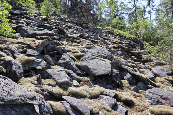 Nicov, Popelná, 31.5.2023
Obří hrad - suťové pole.
Klíčová slova: Šumava Nicov Popelná Obří hrad Anostirus sulphuripennis