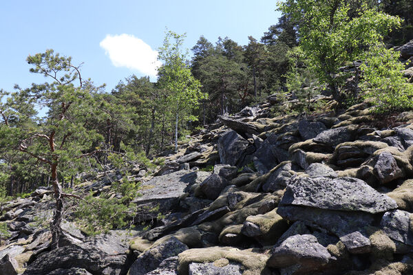 Nicov, Popelná, 31.5.2023
Obří hrad - suťové pole.
Mots-clés: Šumava Nicov Popelná Obří hrad Anostirus sulphuripennis