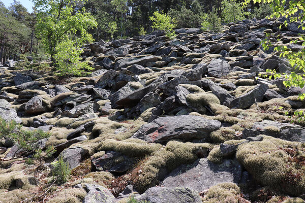 Nicov, Popelná, 31.5.2023
Obří hrad - suťové pole.
Keywords: Šumava Nicov Popelná Obří hrad Anostirus sulphuripennis