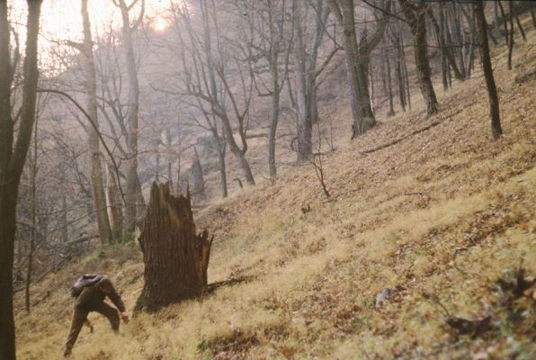 Sedlec, 11.11.1989
Dlouhá Oslava - Gloriet.
Schlüsselwörter: Sedlec Dlouhá Oslava Gloriet Ampedus brunnicornis Zdeněk Kraus