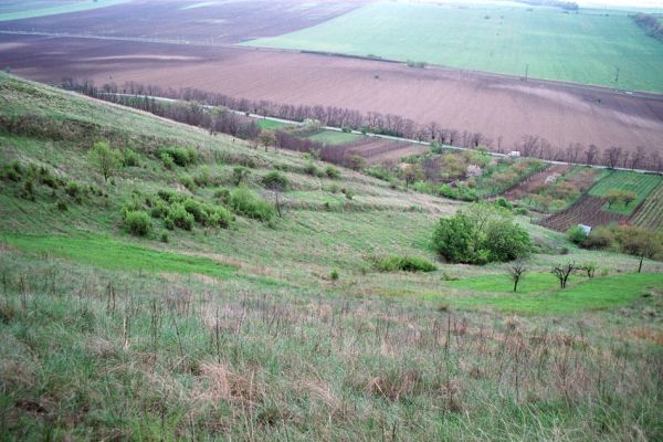 Pouzdřany, 28.4.2005
Pouzdřanská step - jižní svah. Narušené půdy jsou biotopem kovaříka Cardiophorus vestigialis.
Keywords: Pouzdřany Pouzdřanská step Cardiophorus vestigialis Dicronychus rubripes