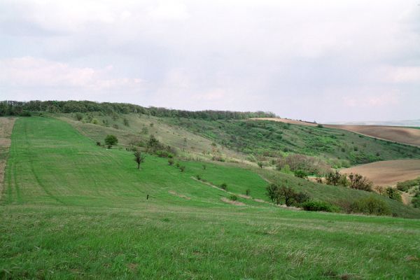 Pouzdřany, 28.4.2005
Rezervace Pouzdřanská step - Kolby.
Keywords: Pouzdřany Pouzdřanská step