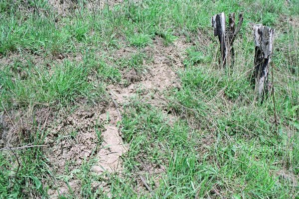 Pouzdřany, 28.4.2005
Pouzdřanská step - jižní svah. Narušené půdy jsou biotopem kovaříka Cardiophorus vestigialis.
Keywords: Pouzdřany Pouzdřanská step Cardiophorus vestigialis