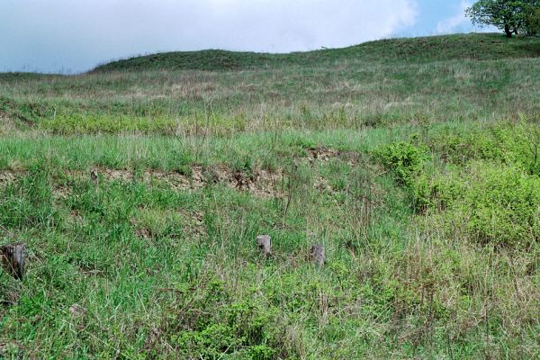 Pouzdřany, 28.4.2005
Pouzdřanská step - jižní svah. Narušené půdy jsou biotopem kovaříka Cardiophorus vestigialis.
Klíčová slova: Pouzdřany Pouzdřanská step Cardiophorus vestigialis Dicronychus rubripes