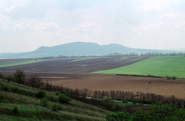 Pouzdřany, 28.4.2005
Pouzdřanská step. Pohled na Pavlovské vrchy.
Keywords: Pouzdřany Pouzdřanská step Pavlovské vrchy Pálava