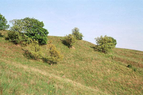 Pouzdřany, 2.5.2005
Pouzdřanská step - jižní svah, kvetoucí duby. 
Klíčová slova: Pouzdřany Pouzdřanská step Cardiophorus vestigialis Dicronychus rubripes