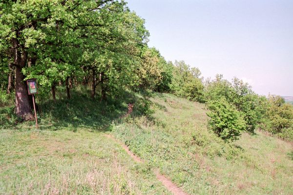 Pouzdřany, 2.5.2005
Pouzdřanská step - okraj rezervace Kolby.
Klíčová slova: Pouzdřany Pouzdřanská step Kolby Dicronychus cinereus Athous bicolor