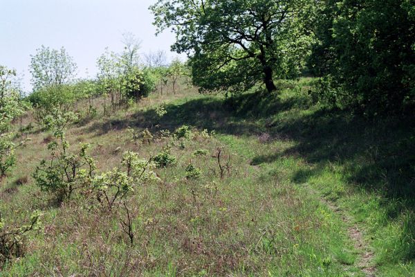 Pouzdřany, 2.5.2005
Východní okraj lesa Kolby. Na mladých doubcích aktivují kovaříci Prosternon tessellatum.
Klíčová slova: Pouzdřany Kolby Prosternon tessellatum Dicronychus cinereus Athous bicolor