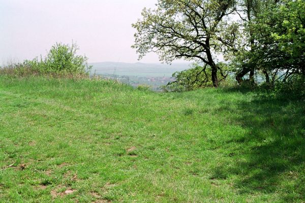 Pouzdřany, 2.5.2005
Pouzdřanská step - mez u lesa Kolby. Biotop kovaříka Cidnopus pilosus.
Klíčová slova: Pouzdřany Pouzdřanská step Cidnopus pilosus