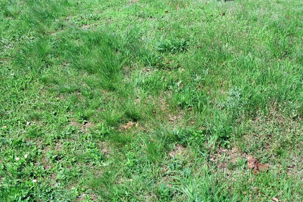 Pouzdřany, 2.5.2005
Pouzdřanská step - meze u lesa Kolby. Biotop kovaříka Cidnopus pilosus.
Klíčová slova: Pouzdřany Pouzdřanská step Cidnopus pilosus