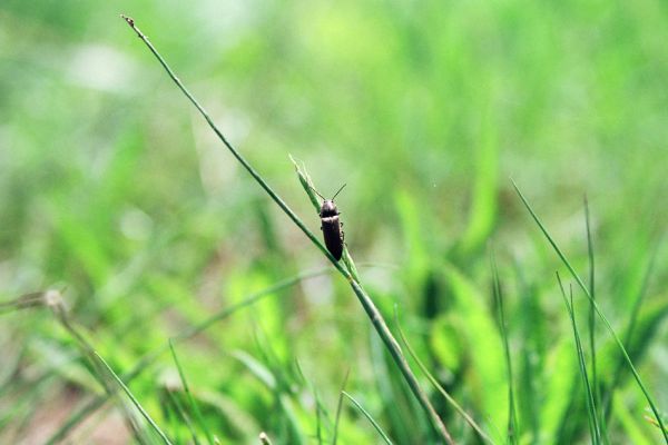 Pouzdřany, 2.5.2005
Kovařík Cidnopus pilosus.
Mots-clés: Pouzdřany Pouzdřanská step Cidnopus pilosus