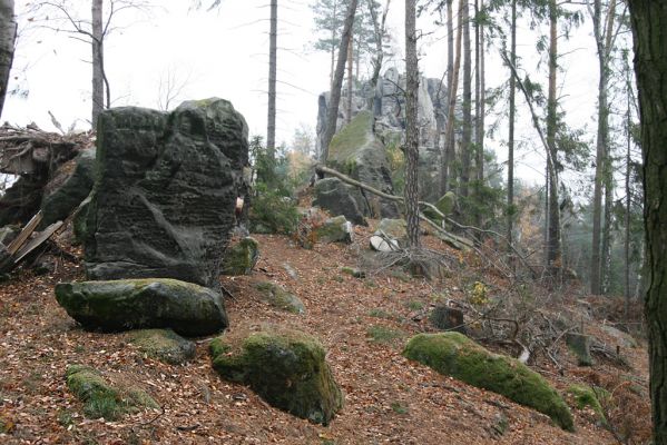 Holín, Prachov, 12.11.2018
Vrch Přivýšina - biotop kovaříka Pseudanostirus globicollis.
Keywords: Holín Prachov vrch Přivýšina Pseudanostirus globicollis