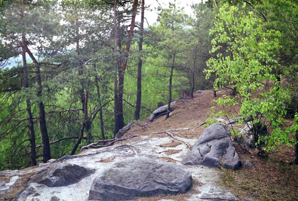 Prachov, 12.5.2002
Ostrý hřbet spojující vrch Přivýšinu a Prachovské skály. Biotop kovaříka Cardiophorus ebeninus.
Klíčová slova: Prachovské skály Prachov Cardiophoris ebeninus