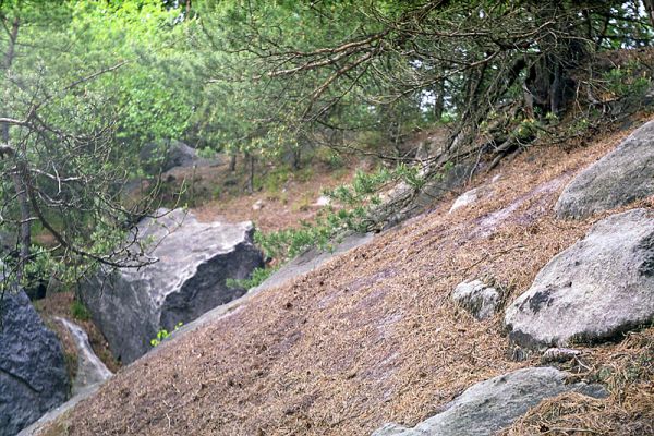 Prachov, 12.5.2002
Ostrý hřbet spojující vrch Přivýšinu a Prachovské skály. Biotop kovaříka Cardiophorus ebeninus. Jeho larvy se vyvíjejí na suchých osluněných místech v půdě pod jehličím.
Mots-clés: Prachovské skály Prachov Cardiophoris ebeninus