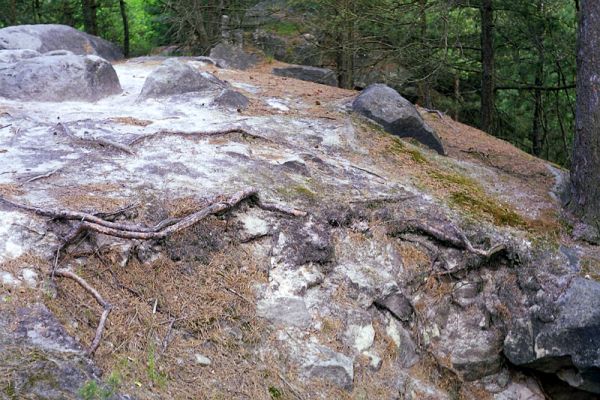 Prachov, 12.5.2002
Ostrý hřbet spojující vrch Přivýšinu a Prachovské skály. Biotop kovaříka Cardiophorus ebeninus.
Schlüsselwörter: Prachovské skály Prachov Cardiophoris ebeninus