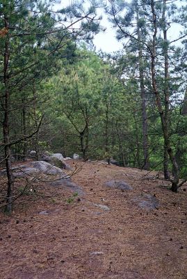 Prachov, 12.5.2002
Ostrý hřbet spojující vrch Přivýšinu a Prachovské skály. Biotop kovaříka Cardiophorus ebeninus.
Schlüsselwörter: Prachovské skály Prachov Cardiophoris ebeninus