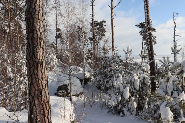 Holín, 14.1.2021
Prachovské skály, Horní Lochov, U Hlaholské vyhlídky. 
Schlüsselwörter: Holín Horní Lochov Prachovské skály U Hlaholské vyhlídky Dendrophagus crenatus