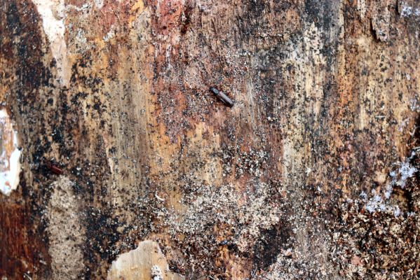 Holín, 14.1.2021
Prachovské skály, Horní Lochov, U Hlaholské vyhlídky. Dendrophagus crenatus a Bothrideres bipunctatus pod kůrou mrtvé borovice.
Klíčová slova: Holín Horní Lochov Prachovské skály U Hlaholské vyhlídky Dendrophagus crenatus