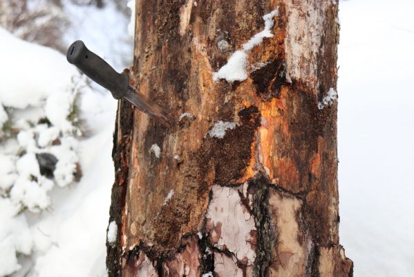 Holín, 14.1.2021
Prachovské skály, Horní Lochov, U Hlaholské vyhlídky. 
Keywords: Holín Horní Lochov Prachovské skály U Hlaholské vyhlídky Dendrophagus crenatus