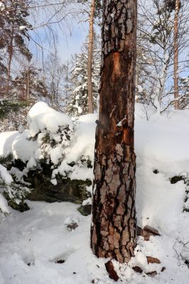 Holín, 14.1.2021
Prachovské skály, Horní Lochov, U Hlaholské vyhlídky. 
Klíčová slova: Holín Horní Lochov Prachovské skály U Hlaholské vyhlídky Dendrophagus crenatus