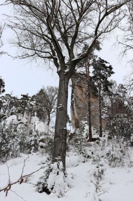 Holín, 14.1.2021
Prachovské skály, Horní Lochov, Zadní Točenice.
Mots-clés: Holín Horní Lochov Prachovské skály Zadní Točenice