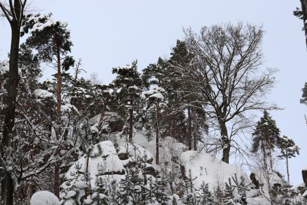 Holín, 14.1.2021
Prachovské skály, Horní Lochov, Zadní Točenice.
Klíčová slova: Holín Horní Lochov Prachovské skály Zadní Točenice