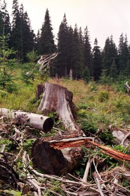 Hrubý Jeseník, Praděd, 28.8.2004
Trouchnivý smrk na holoseči pod bývalou Kamzičí chatou. Biotop kovaříka Ampedus aethiops.



Mots-clés: Malá Morávka Hrubý Jeseník Praděd Kamzičí chata Ampedus aethiops