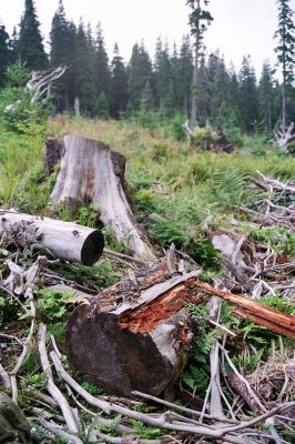 Hrubý Jeseník, Praděd, 28.8.2004
Trouchnivý smrk na holoseči pod bývalou Kamzičí chatou. Biotop kovaříka Ampedus aethiops.
Mots-clés: Malá Morávka Hrubý Jeseník Praděd Kamzičí chata Ampedus aethiops