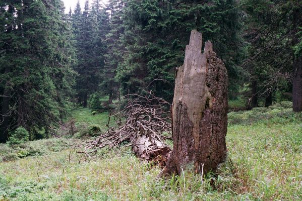 Hrubý Jeseník, Praděd, 28.8.2004 
Prameniště pod Ovčárnou. 


Schlüsselwörter: Malá Morávka Hrubý Jeseník Praděd Ovčárna Ampedus auripes aethiops