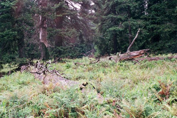 Hrubý Jeseník, Praděd, 28.8.2004 
Prameniště pod Ovčárnou. 

Klíčová slova: Malá Morávka Hrubý Jeseník Praděd Ovčárna Ampedus auripes aethiops