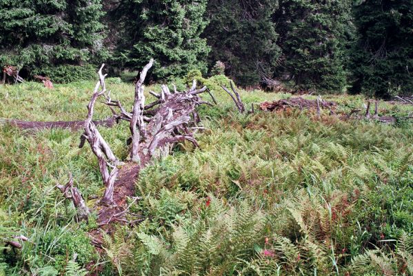 Hrubý Jeseník, Praděd, 28.8.2004 
Prameniště pod Ovčárnou. Trouchnivý kmen smrku je osídlený kovaříky Ampedus auriipes.



Mots-clés: Malá Morávka Hrubý Jeseník Praděd Ovčárna Ampedus auripes aethiops