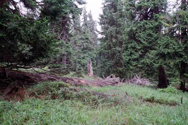 Hrubý Jeseník, Praděd, 28.8.2004 
Prameniště pod Ovčárnou. 

Mots-clés: Malá Morávka Hrubý Jeseník Praděd Ovčárna Ampedus auripes aethiops