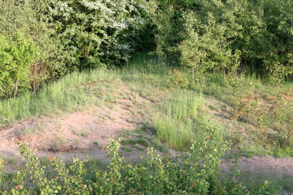 Praskačka, 23.5.2010
Pískovna u železniční trati využívaná jako motokrosový areál. Jižní část. Pohled na písčiny s kostřavami.
Schlüsselwörter: Praskačka pískovna u trati