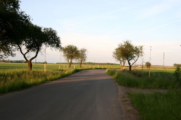 Praskačka, 23.5.2010
Nová výsadba třešní u silnice z Praskačky na Pohřebačku.
Klíčová slova: Praskačka Anthaxia candens