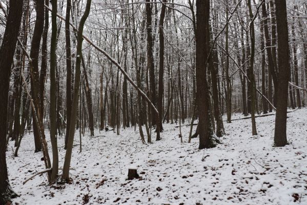 Pravy, 10.1.2021
Pravy, les nad údolím Bukovky.
Klíčová slova: Pravy les