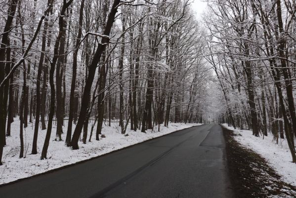 Pravy, 10.1.2021
Pravy, les nad údolím Bukovky.
Schlüsselwörter: Pravy les